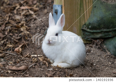 Okunoshima, a paradise for rabbits Okunoshima, a paradise for rabbits 140191936