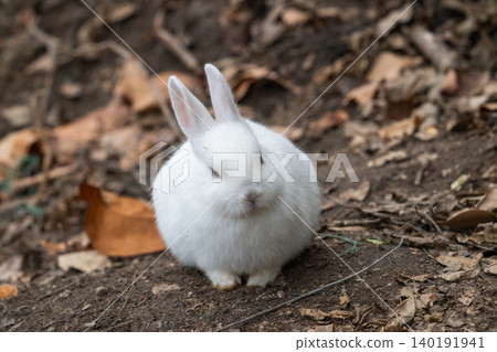 Okunoshima, a paradise for rabbits Okunoshima, a paradise for rabbits 140191941