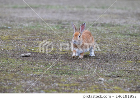 Okunoshima, a paradise for rabbits Okunoshima, a paradise for rabbits 140191952