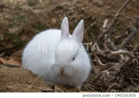 Okunoshima, a paradise for rabbits Okunoshima, a paradise for rabbits 140191958