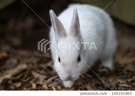 Okunoshima, a paradise for rabbits Okunoshima, a paradise for rabbits 140191963