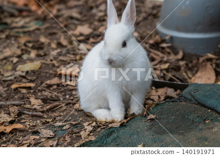 Okunoshima, a paradise for rabbits Okunoshima, a paradise for rabbits 140191971