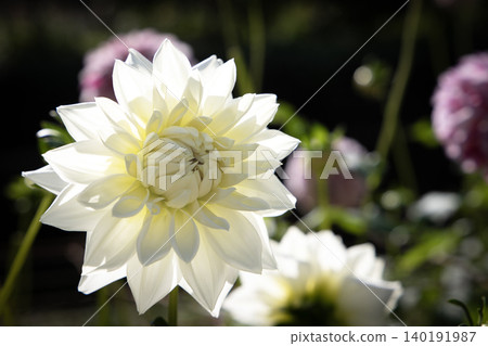 A white dahlia bathed in backlight (variety: Ginsekai) A white dahlia bathed in backlight (variety: Ginsekai) 140191987