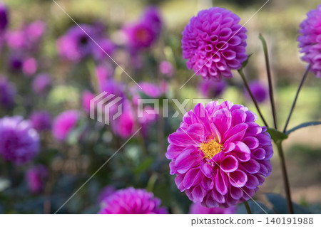 Round, pink dahlia (variety: Evening Primrose) 140191988