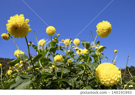 Yellow dahlias blooming against a blue sky (variety: Namahage Moon) Yellow dahlias blooming against a blue sky (variety: Namahage Moon) 140191993