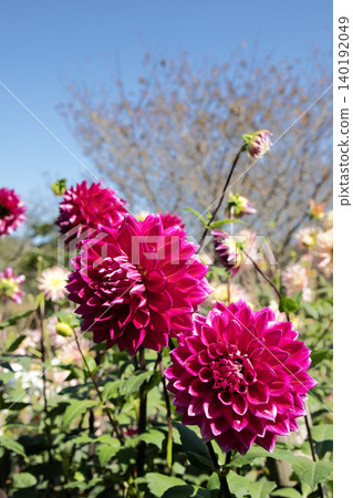 A deep pink dahlia blooming against a blue sky (variety: Night Sky) A deep pink dahlia blooming against a blue sky (variety: Night Sky) 140192049