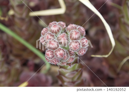 Fuzzy Sempervivum Succulent Flower Buds Closeup 140192052