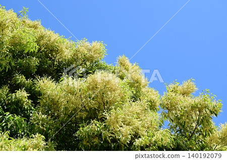 Flowers of the genus Castanopsis (Fagaceae family) Flowers of the genus Castanopsis (Fagaceae family) 140192079