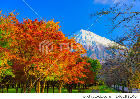在一個晴朗的秋日早晨，一幅令人嘆為觀止的景象展現在眼前：富士山，山頂白雪皚皚，以及正值盛花期的鮮豔紅葉。 140192106