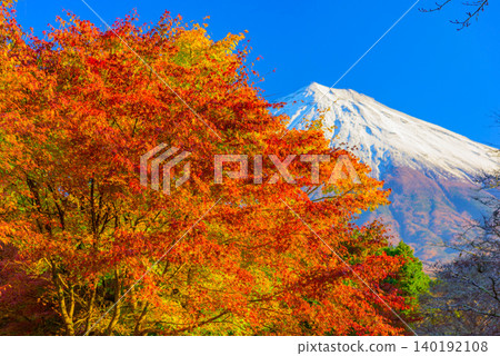 On a clear autumn morning, a breathtaking view unfolds: Mount Fuji, its peak covered in snow, and the vibrant red autumn leaves at their peak. On a clear autumn morning, a breathtaking view unfolds: Mount Fuji, its peak covered in snow, and the vibrant red autumn leaves at their peak. 140192108