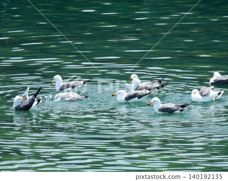 Black-tailed gulls bathing with their companions at Yaene Fishing Port on Hachijo Island. Black-tailed gulls bathing with their companions at Yaene Fishing Port on Hachijo Island. 140192135