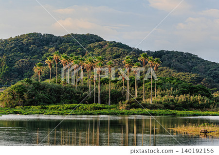 The beautiful scenery of Tanegashima Mangrove Park, with palm trees reflected on the water's surface. The beautiful scenery of Tanegashima Mangrove Park, with palm trees reflected on the water's surface. 140192156