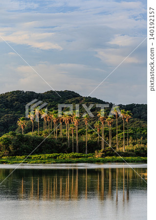 Palm trees illuminated by the setting sun and a tranquil waterside – Tanegashima Mangrove Park 140192157