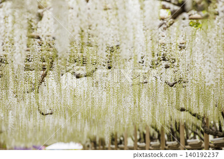 White wisteria in full bloom (Ashikaga Flower Park) White wisteria in full bloom (Ashikaga Flower Park) 140192237