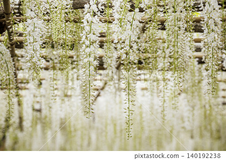 White wisteria in full bloom (Ashikaga Flower Park) White wisteria in full bloom (Ashikaga Flower Park) 140192238