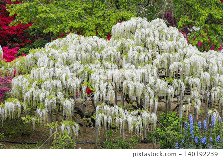 盛開的白紫藤(足利花卉公園) 盛開的白紫藤(足利花卉公園) 140192239