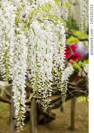 盛開的白紫藤(足利花卉公園) 盛開的白紫藤(足利花卉公園) 140192252