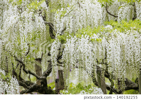 White wisteria in full bloom (Ashikaga Flower Park) White wisteria in full bloom (Ashikaga Flower Park) 140192255