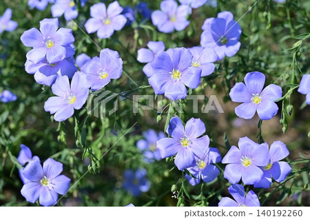 Perennial flax (Finnaceae family), genus Linus Perennial flax (Finnaceae family), genus Linus 140192260