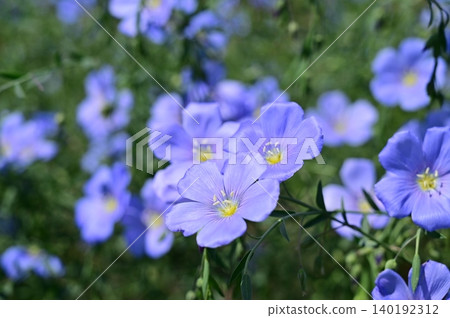 Perennial flax (Finnaceae family), genus Linus Perennial flax (Finnaceae family), genus Linus 140192312