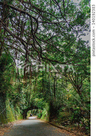 The mystical landscape of Anjo, Tanegashima, with its continuous archway of trees. The mystical landscape of Anjo, Tanegashima, with its continuous archway of trees. 140192383