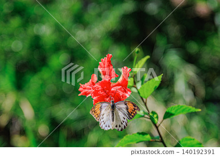 A red butterfly and a red hibiscus stand out against a green background. A red butterfly and a red hibiscus stand out against a green background. 140192391