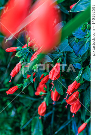 The vibrant flowers of the Nodding Hibiscus bloom on Tanegashima Island. The vibrant flowers of the Nodding Hibiscus bloom on Tanegashima Island. 140192595