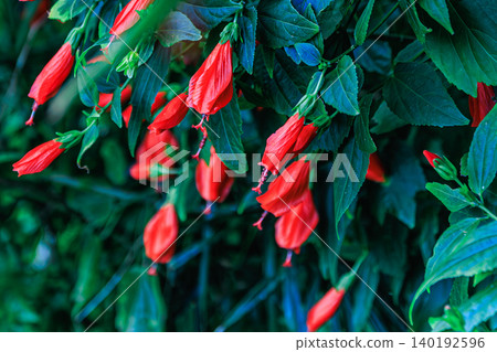 The red flowers of the Hibiscus mutabilis stand out against the lush green of the tropics. The red flowers of the Hibiscus mutabilis stand out against the lush green of the tropics. 140192596