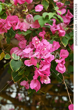 Pink bougainvillea Pink bougainvillea 140192638