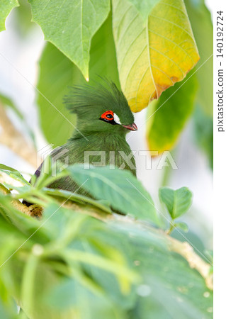 A bird perched hidden on a tree branch A bird perched hidden on a tree branch 140192724