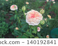 Cute roses shining in the green 140192841