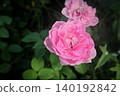 Roses that stand out with a sharp impression 140192842