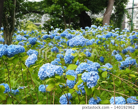 玉川台公園樹蔭下盛開的藍色繡球花 玉川台公園樹蔭下盛開的藍色繡球花 140192962