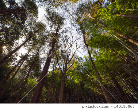 mysterious cedar forest mysterious cedar forest 140193065