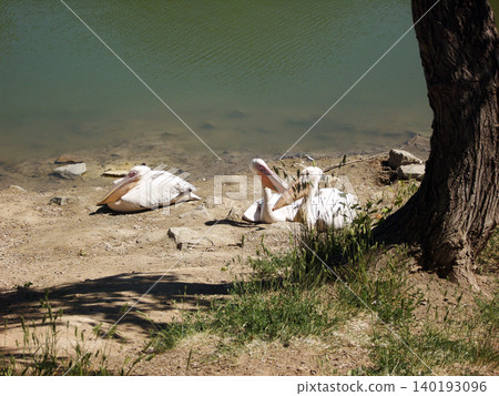 Three white pelicans rest comfortably on a sandy shore by the greenish water. One sits to the left, while two cluster together near a large tree trunk on the right Three white pelicans rest comfortably on a sandy shore by the greenish water. One sits to the left, while two cluster together near a large tree trunk on the right 140193096