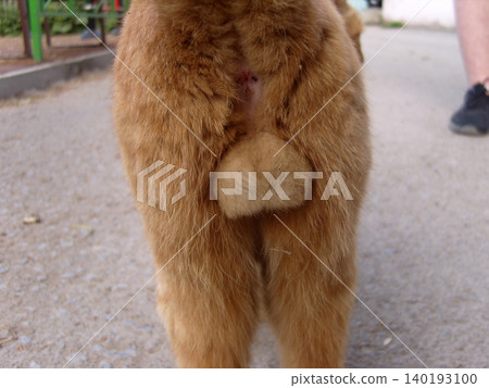 Close-up of a fluffy ginger cat's hindquarters and testicles from behind on a path 140193100
