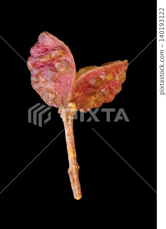 one beautiful dark pink berry sichuan pepper one beautiful dark pink berry sichuan pepper 140193122