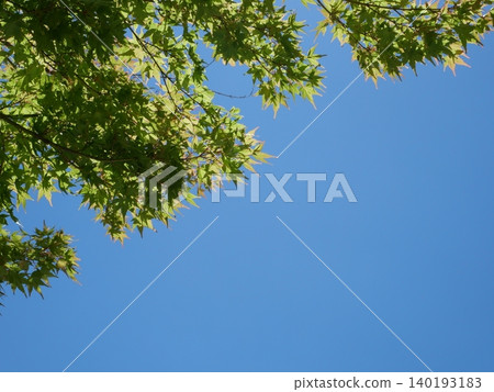 A clear sky and leaves rustling in the breeze create a refreshing natural backdrop. A clear sky and leaves rustling in the breeze create a refreshing natural backdrop. 140193183