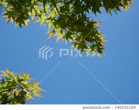 A peaceful natural scene with a blue sky and swaying leaves on the trees. A peaceful natural scene with a blue sky and swaying leaves on the trees. 140193184