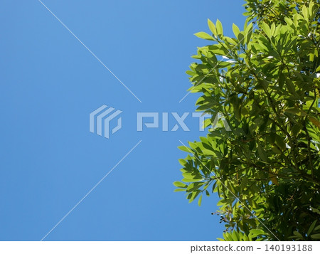 A peaceful natural scene with a blue sky and swaying leaves on the trees. 140193188