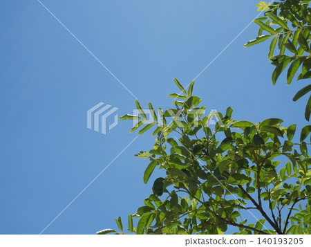 A natural landscape of green trees and leaves swaying under a blue sky. A natural landscape of green trees and leaves swaying under a blue sky. 140193205