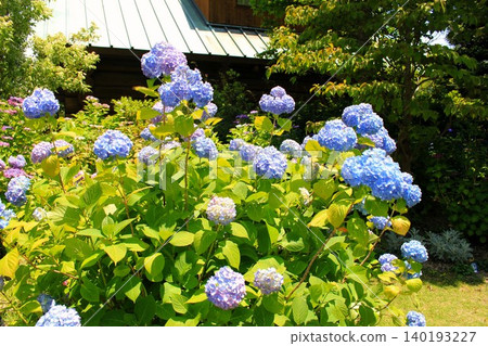 小木屋和繡球花 小木屋和繡球花 140193227