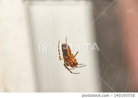 Spider on the wall , in the yard Spider on the wall , in the yard 140193558