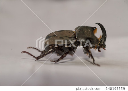 Beetle on a withe background Beetle on a withe background 140193559