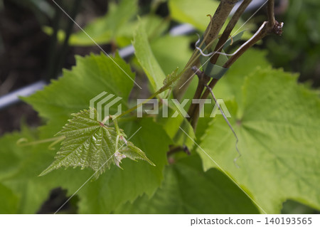 Young Grapevine Shoot with Green Leaves Closeup Young Grapevine Shoot with Green Leaves Closeup 140193565