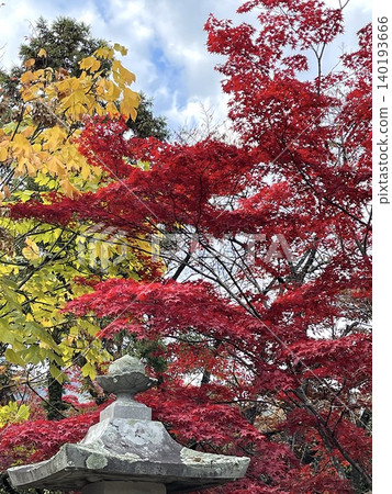 秋日景色,楓葉漸紅。 秋日景色,楓葉漸紅。 140193666