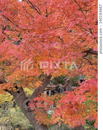 美麗的秋景，楓葉正值盛裝。 140193667