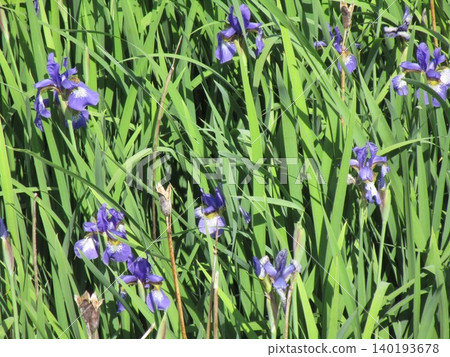 Irises blooming haphazardly Irises blooming haphazardly 140193678