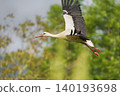 Photo of a stork in flight 140193698