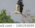 Photo of a stork in flight 140193699